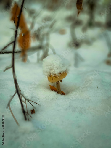 Mushroom in the snow