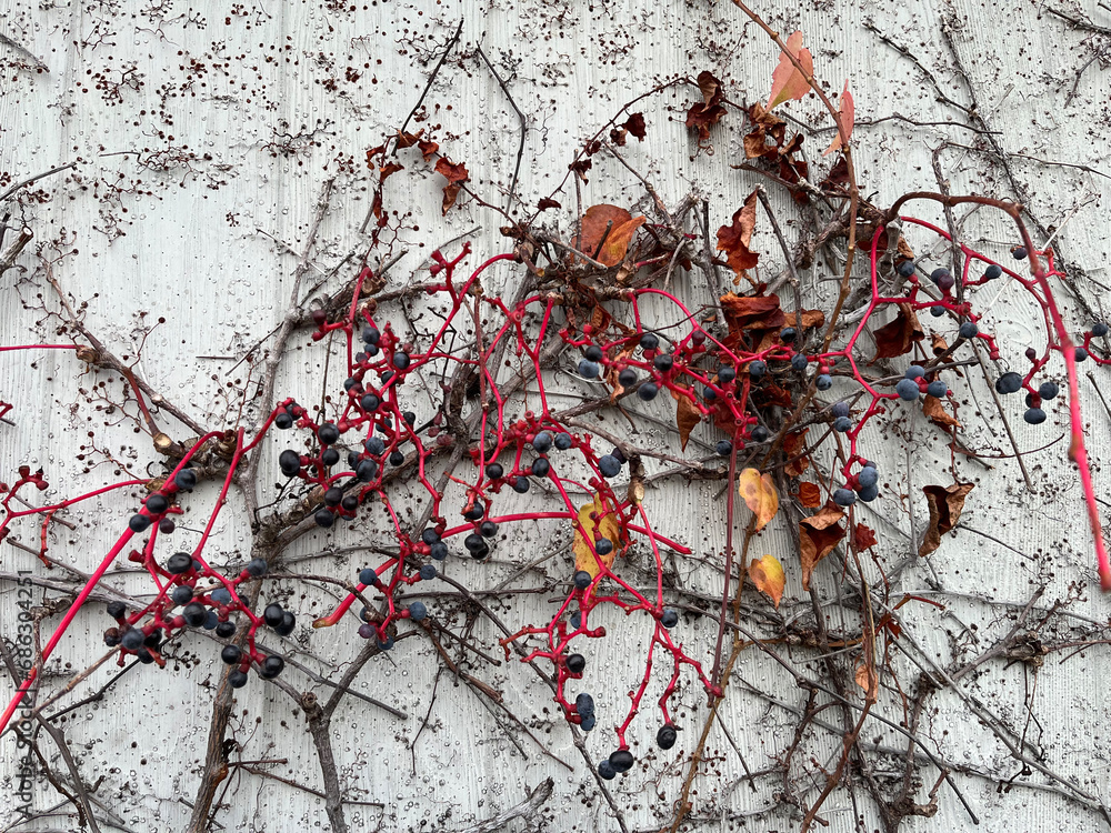Closeup of vine grapes in autumn with grey background Closeup of vine grapes in autumn with grey background