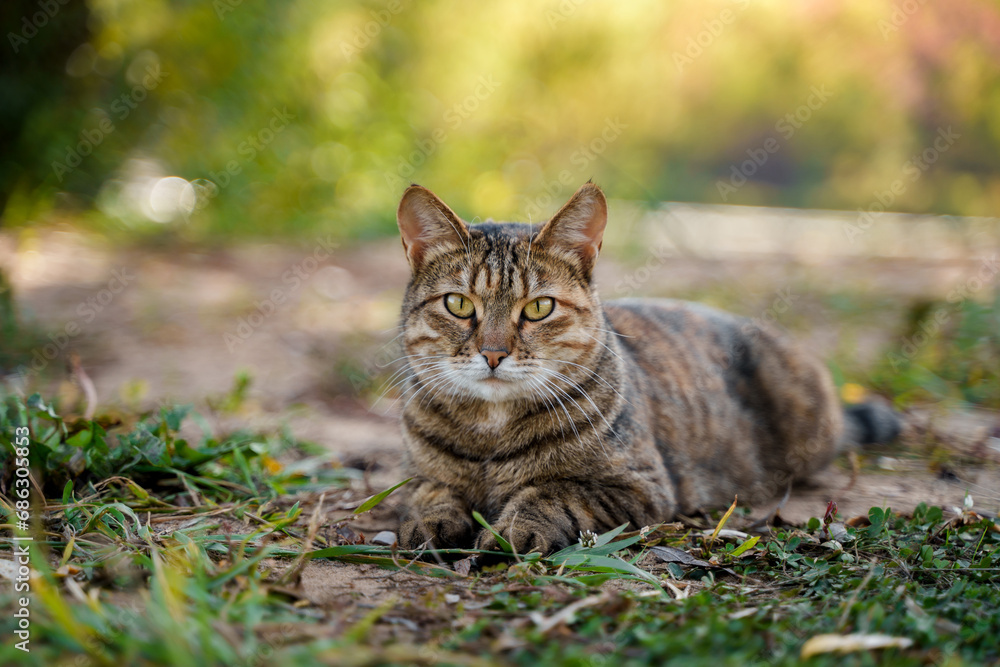 A beautiful street cat walks alone outside