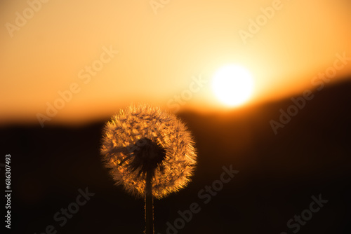 L  wenzahn Pusteblume im Sonnenaufgang mit roten Himmel