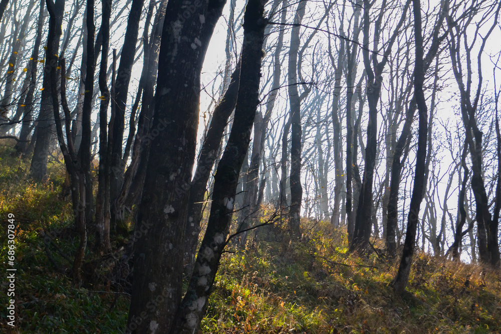 Obraz premium morning in the forest