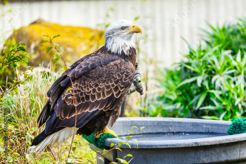 Beautiful golden eagle, Aquila chrysaetos, close-up. Animal protection concept