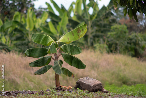 a Cavendish banana plant growing out of place on a commercial plantation in South America  its signature large green broad leaves grow from the top of the monoculture crop