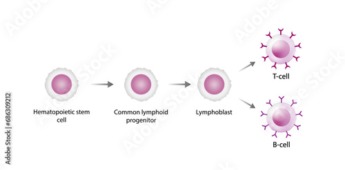 Lymphopoiesis. hematopoietic stem cell, common lymphoid progenitor, lymphoblast, T- lymphocyte and B-lymphocyte. The development of lymphocyte. Vector illustration.