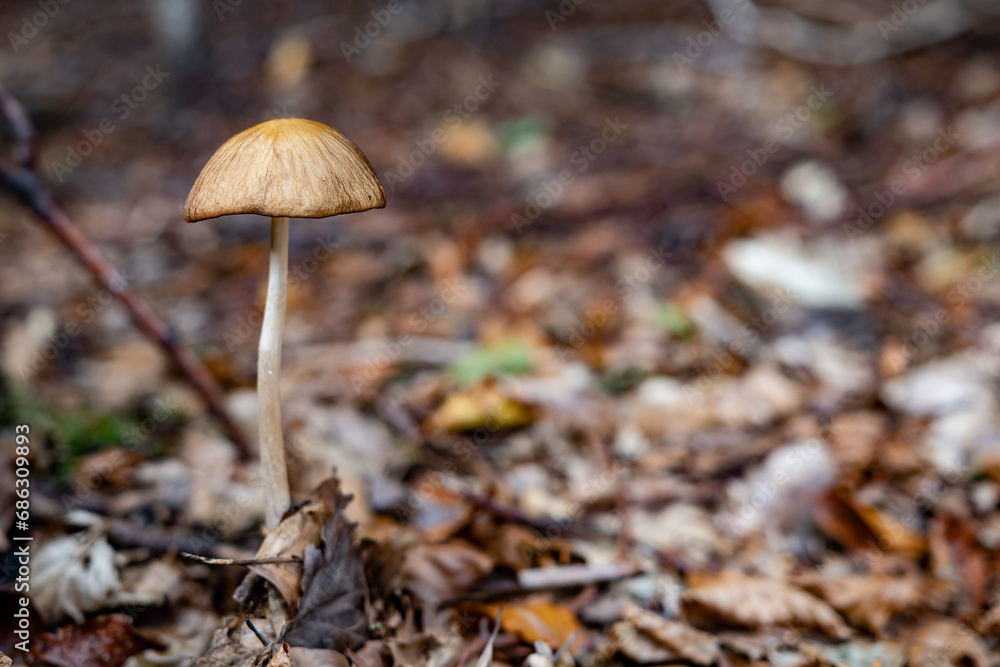 A single, lonely mushroom in the forest A single, lonely mushroom in the forest
