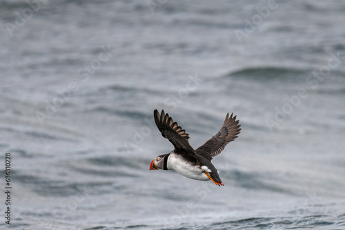 An Atlantic Puffin  Fratercula arctica  flying over the surface of the Atlantic Ocean off the coast of Maine  USA.