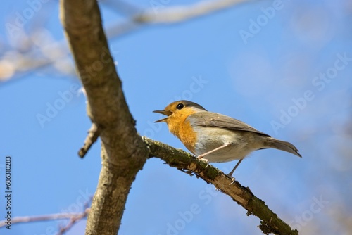 European robin © Hana