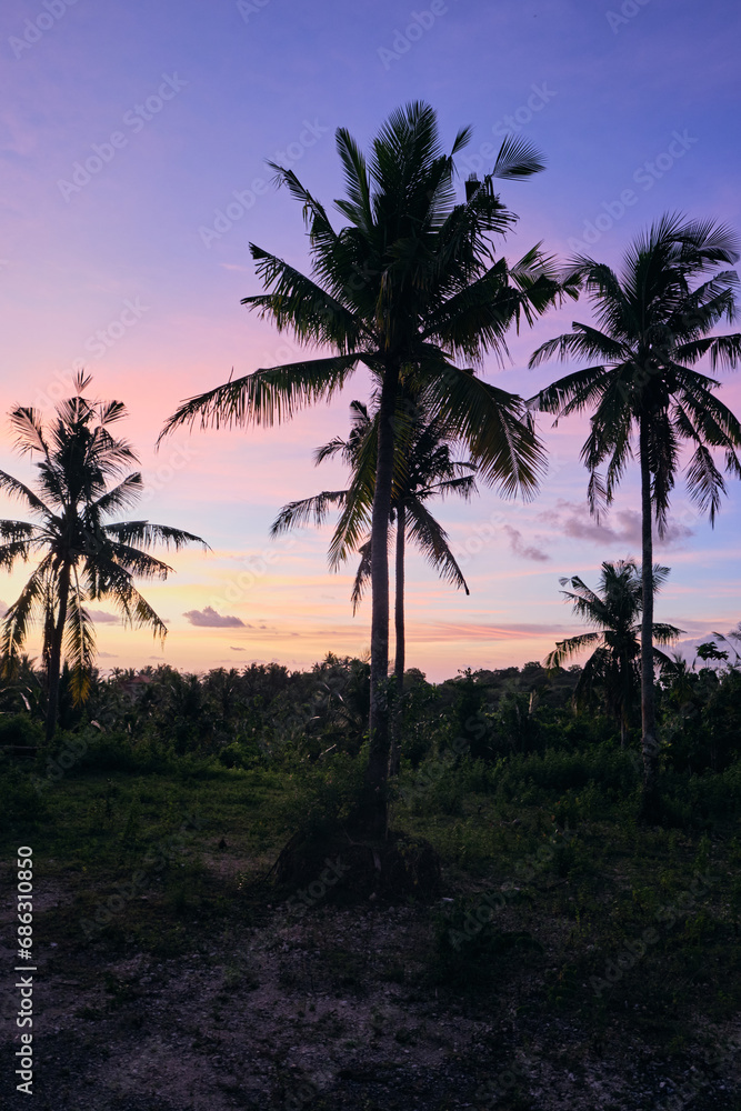 palm trees at sunset in nusa penida