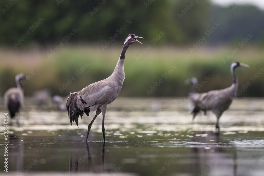 Naklejka premium żuraw