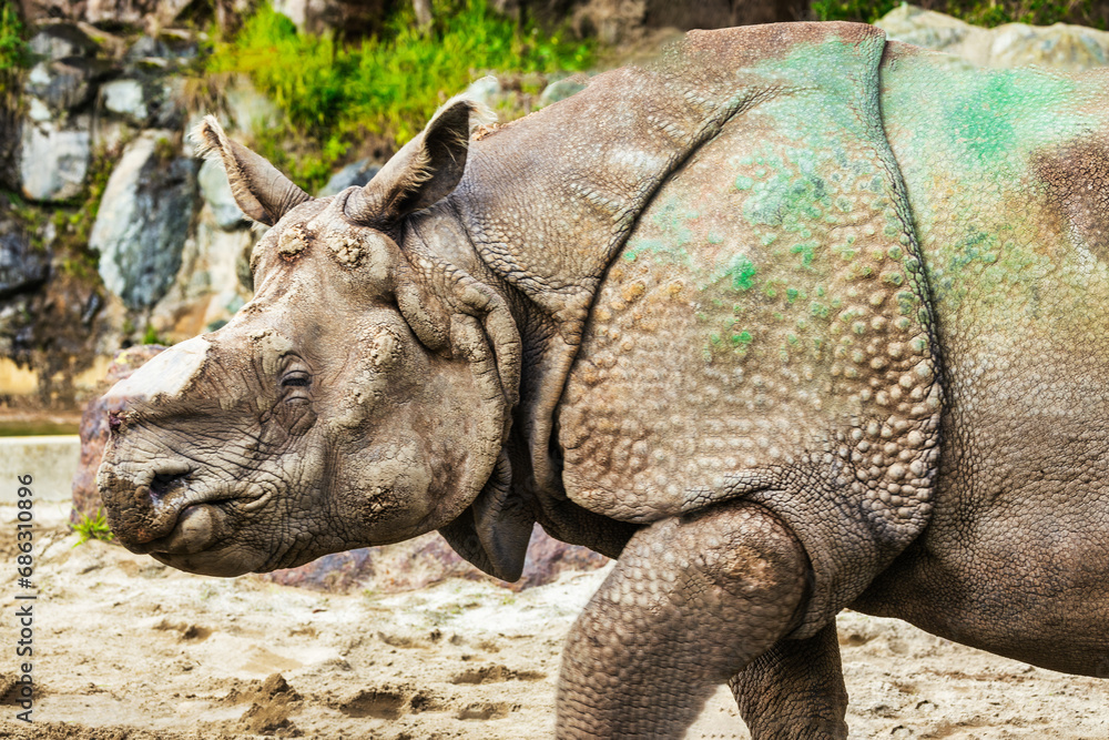 Close-up of a rhinoceros in a zoo, concept of protection and animal lovers Close-up of a rhinoceros in a zoo, concept of protection and animal lovers