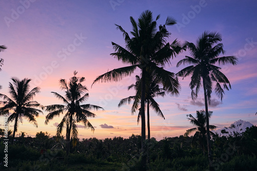 palm trees at sunset in nusa penida © Nicolas