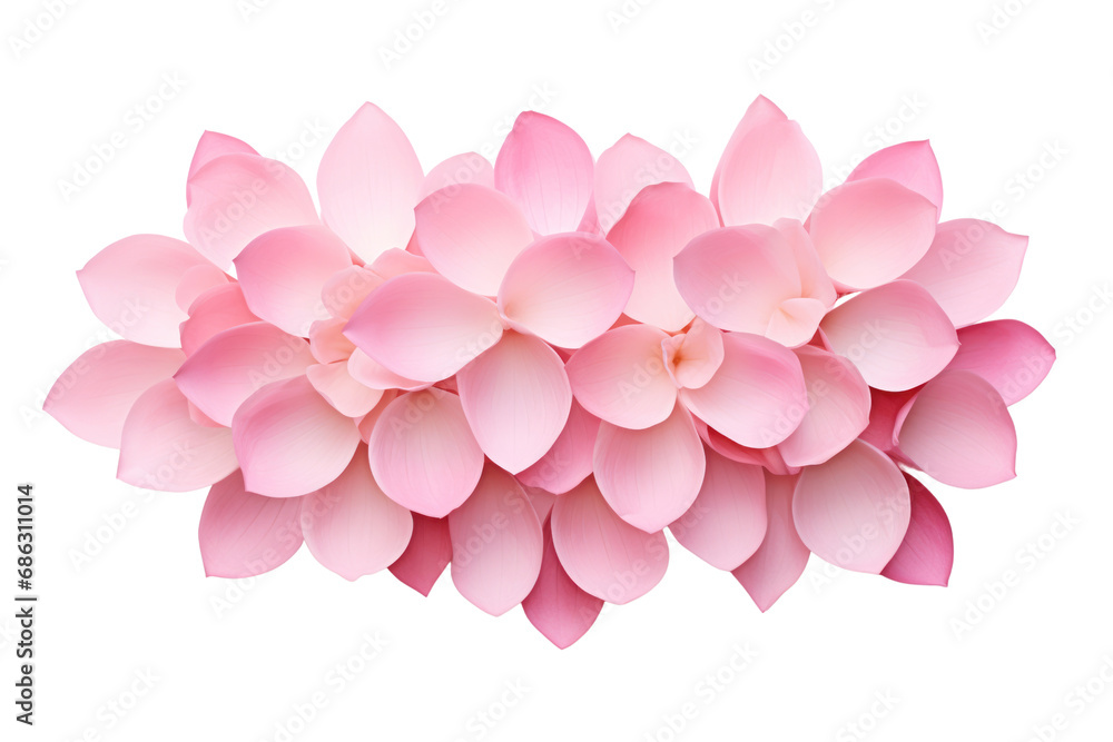 Fototapeta premium Beautiful pink lotus flower on transparent background. Isolated.