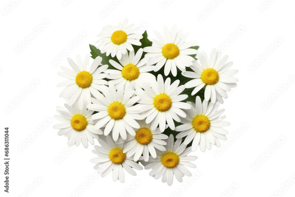 Obraz premium chamomile. Bird's eye view on transparent background. Isolated.