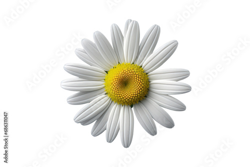 chamomile. Bird s eye view on transparent background. Isolated.