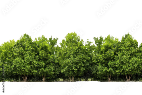 green tree forest and leaves in summer Rows of trees and shrubs On a transparent background. Isolated. photo