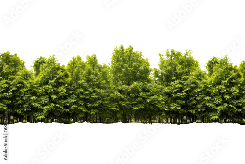 green tree forest and leaves in summer Rows of trees and shrubs On a transparent background. Isolated.