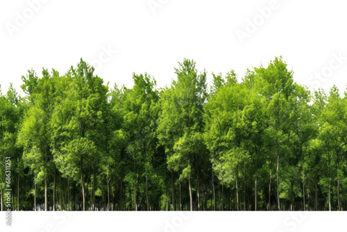 green tree forest and leaves in summer Rows of trees and shrubs On a transparent background. Isolated. © venusvi