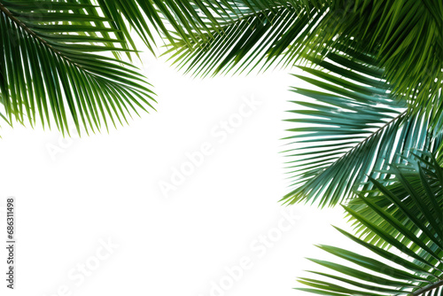 Tropical beach palm, coconut leaves Palm leaves sway in the breeze. Make space for text On a transparent background. Isolated.