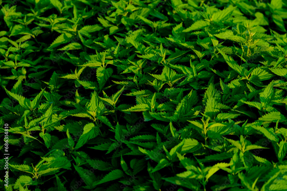 Fototapeta premium Beautiful plants in the sun. The beauty of nature can be found everywhere - plants so strong and beautiful captured in pictures forever.