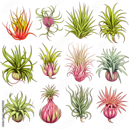 Set of Air plant tillandsia botanical illustration isolated on white background