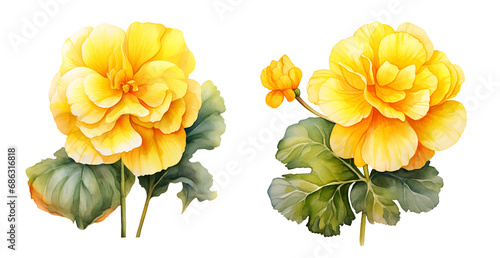 Tuberous begonia flower, watercolor clipart illustration with isolated background