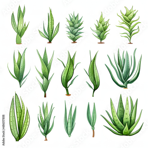 Set of green aloe vera watercolor illustrations isolated on a white background photo