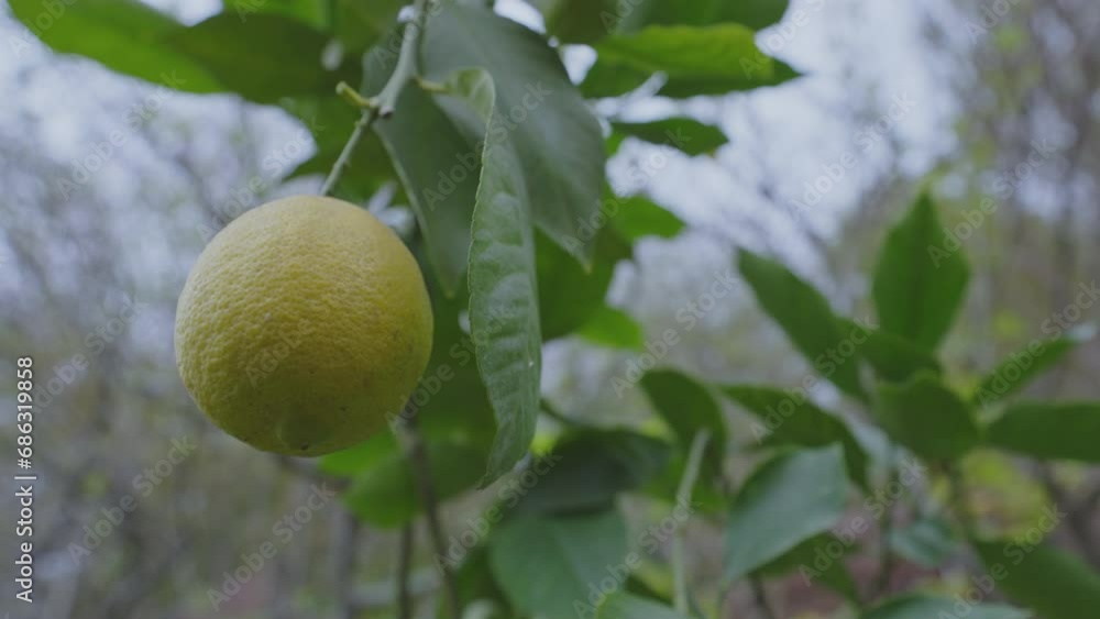 One yellow unripe lemon fruit swaying on tree twig with green leaves in farm citrus orchard in spring day close up view One yellow unripe lemon fruit swaying on tree twig with green leaves in farm citrus orchard in spring day close up view