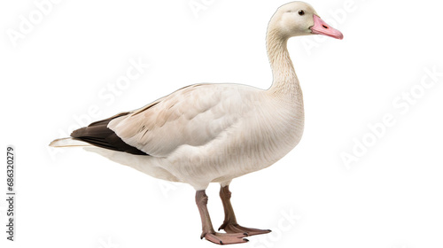 goose isolated on white transparent background PNG isolated