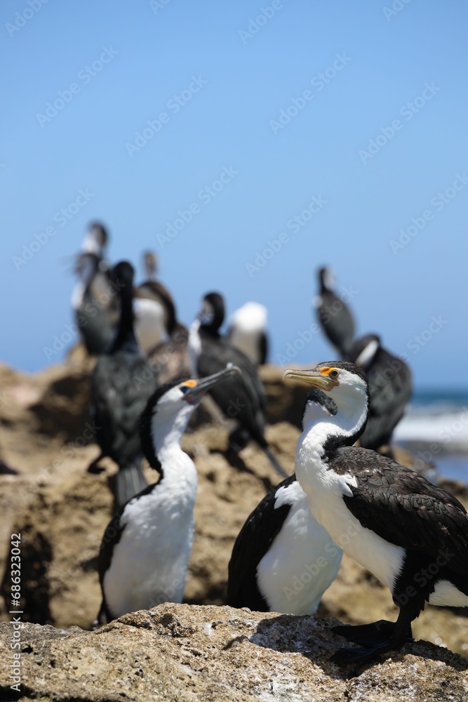 Obraz premium several birds that are sitting on a large rock outside by the water