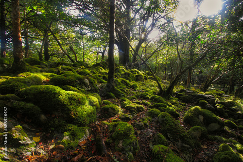 Von Moos beeckter Wald im Herzen von Irland. Moody woods in Killarney