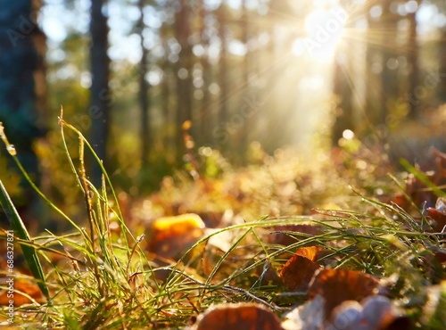 Sunny morning in the autumn forest background