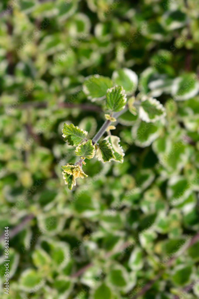 Swedish ivy Marginatus leaves Swedish ivy Marginatus leaves