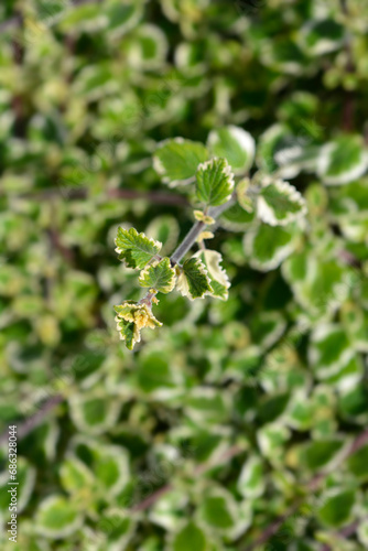 Swedish ivy Marginatus leaves