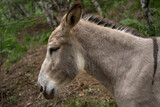 A donkey in the forest