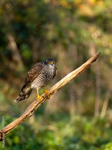 Sparrowhawk, Accipiter nisus photo