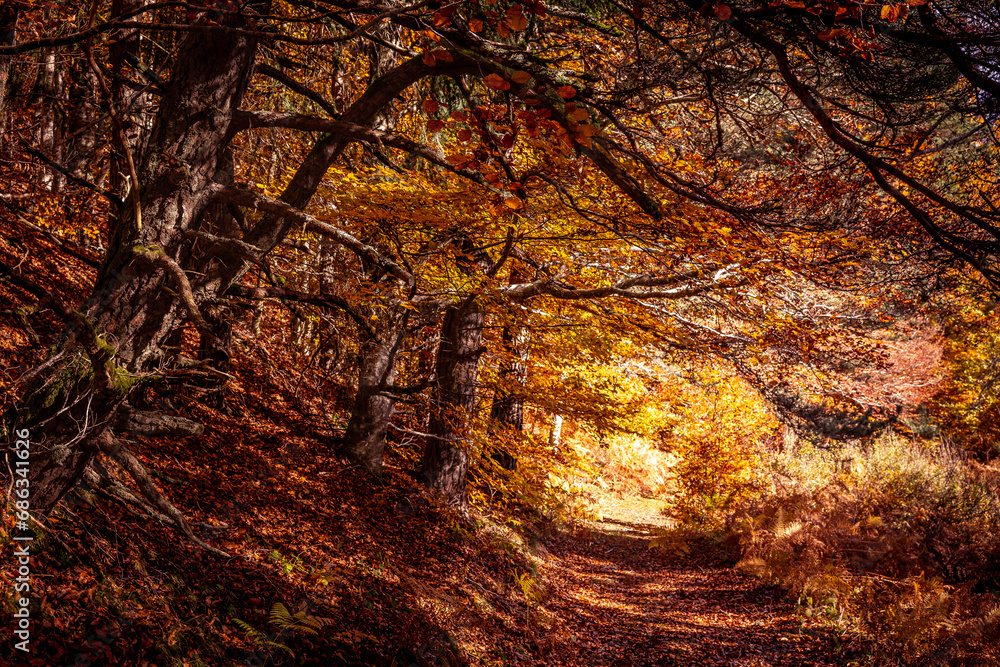 Path in a forest in the mountains during autumn Path in a forest in the mountains during autumn