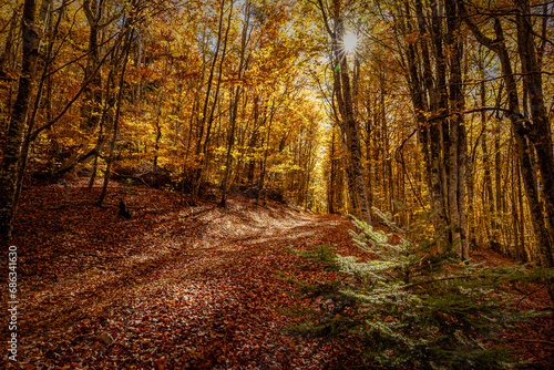Forest in the mountains during autumn with the sun © AdriJack