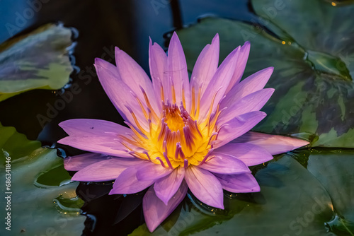 Some kind of pink purple lotus  maybe Nymphaea Pygmaea Alba. Culvitated.