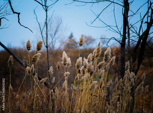 Obraz na plátně Scenic landscape featuring tall, dry plants standing in front of a backdrop of t