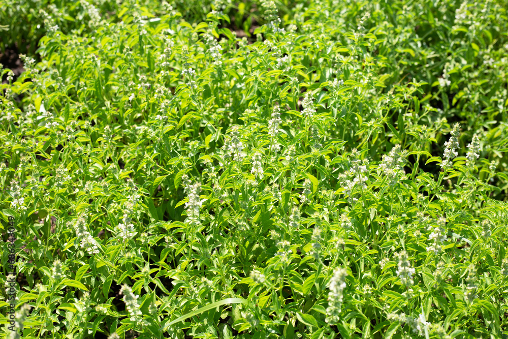 Obraz premium Lemon basil, Hoary basil, Hairy basil