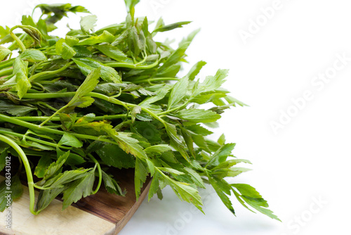 Green leaves of water dropwort plant photo