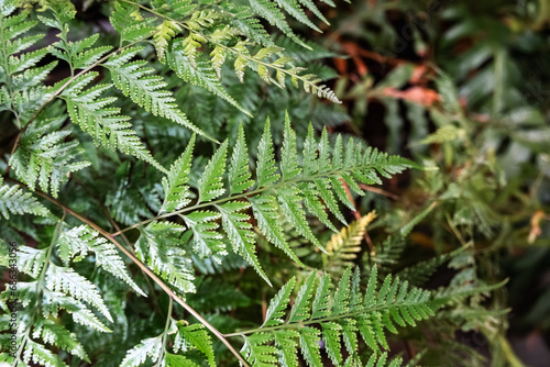 A kind of deersfoot ferns, maybe davallia fejeensis. Cultivated. photo