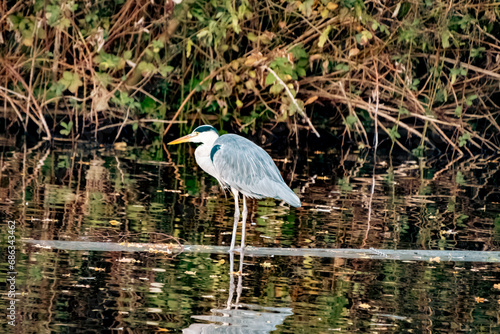 An unkown type of bird, observed in the Hague, Netherlands. photo