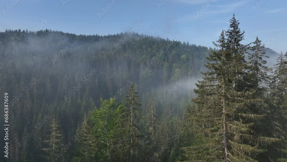 Sunrise in the misty forest. Cinematic Telephoto Marvelous view of flying over pine forest in the morning Sunrise in the misty forest. Cinematic Telephoto Marvelous view of flying over pine forest in the morning