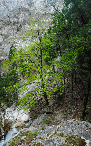 A beech tree growing on a rocky soil. The eroded boulders are covered with moss. A vertical stone wall rises above the canyon dug by the mountain stream. Carpathia, Romania.