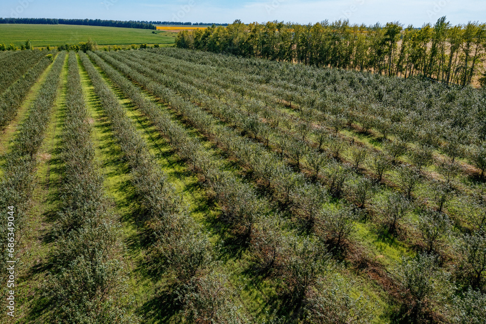 Orchard, aerial view. Rows of fruit trees Orchard, aerial view. Rows of fruit trees