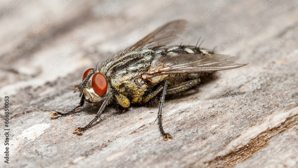 close up of a fly close up of a fly