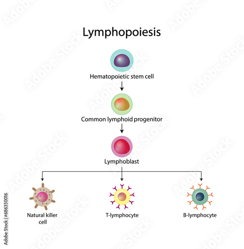 Lymphopoiesis. hematopoietic stem cell, common lymphoid progenitor, lymphoblast, T- lymphocyte, B-lymphocyte and natural killer cell. The development of lymphocyte. Vector illustration.