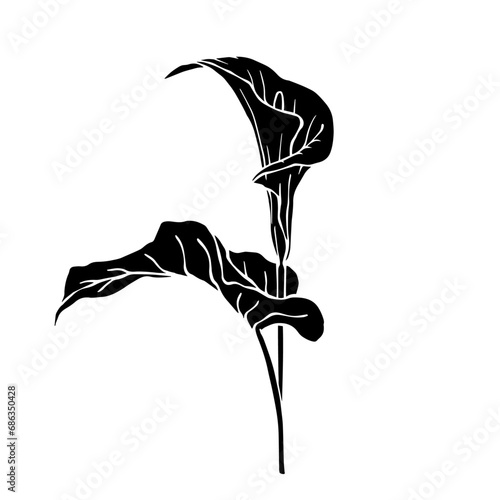 Silhouette of calla flower.Decorative botanical element.Vector graphics.