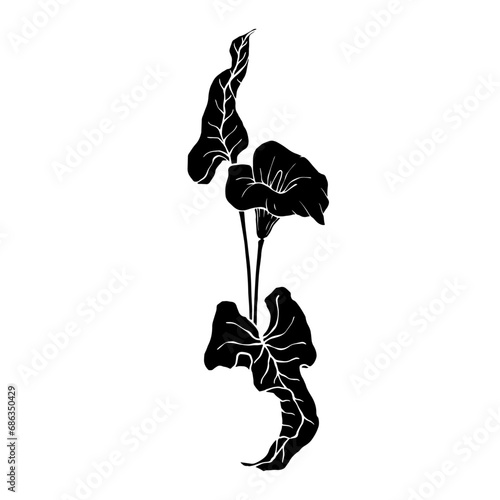 Silhouette of calla flower.Decorative botanical element.Vector graphics.